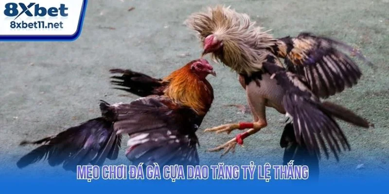 Đá Gà Cựa Dao 8XBET - Trực Tiếp Ổn Định, Không Giật Lag 4 Tổng hợp mẹo chơi đá gà hiệu quả